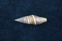 藏品(黑筆螺)的圖片